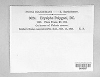 Erysiphe polygoni image